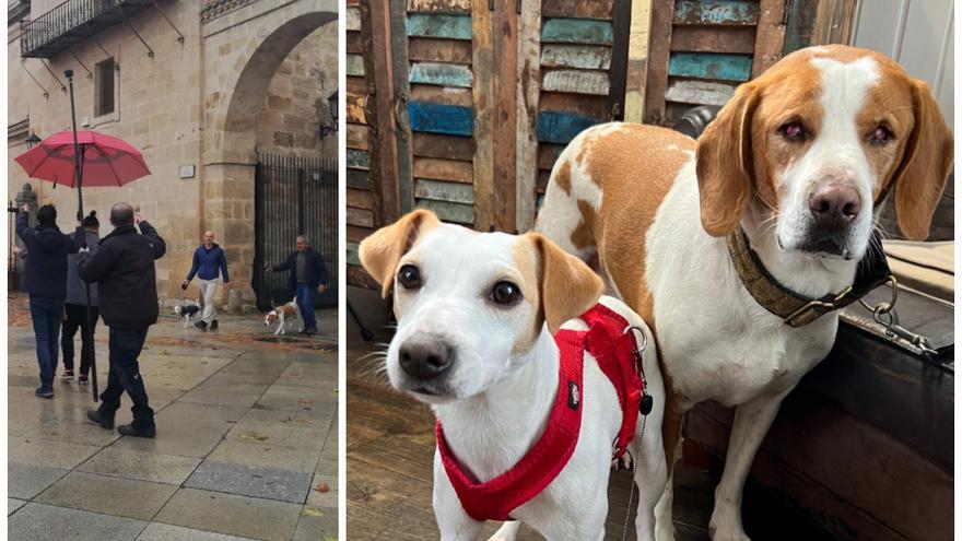 Tomate, el perro ciego de Zamora que saldrá en Televisión Española