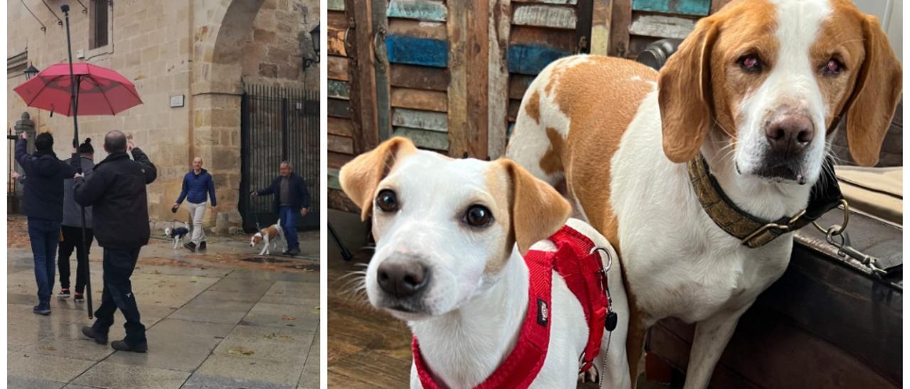 Tomate, el perro ciego de Zamora que saldrá en Televisión Española