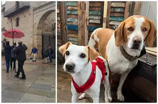 Tomate, el perro ciego de Zamora que saldrá en Televisión Española