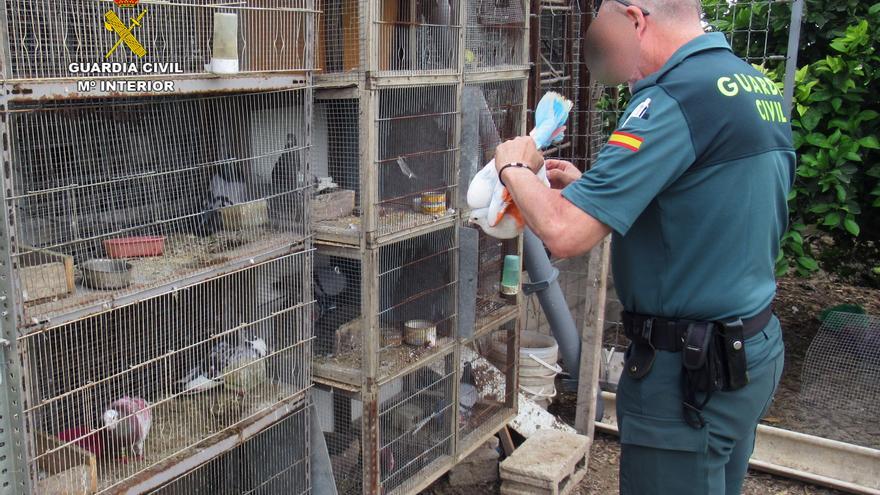 Investigan a un vecino de Santomera por el robo de 14 palomos deportivos valorados en más de 7.000 euros