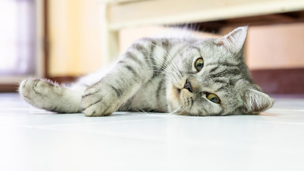 Gatos Síndrome Down | ¿Pueden los felinos presentar esta anomalía?