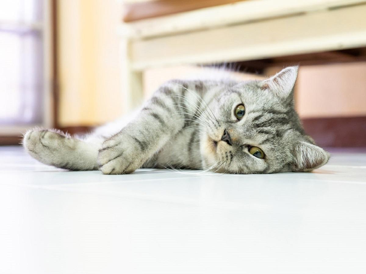 Gatos Síndrome Down | ¿Pueden los felinos presentar esta anomalía?