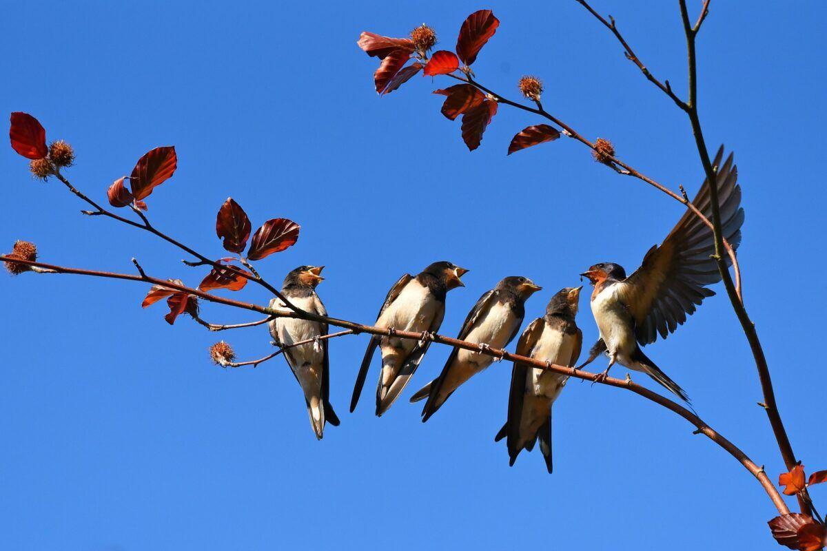 Aves | ¿Un futuro sin golondrinas?: la sequía complica su llegada