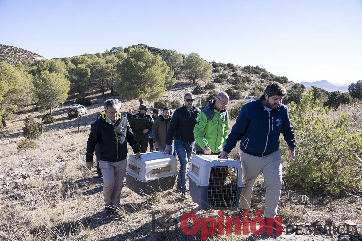 Suelta de dos buitres leonados en la Sierra de Mojantes en Caravaca