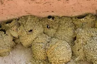 Una sentencia prohíbe la destrucción de nidos en edificios