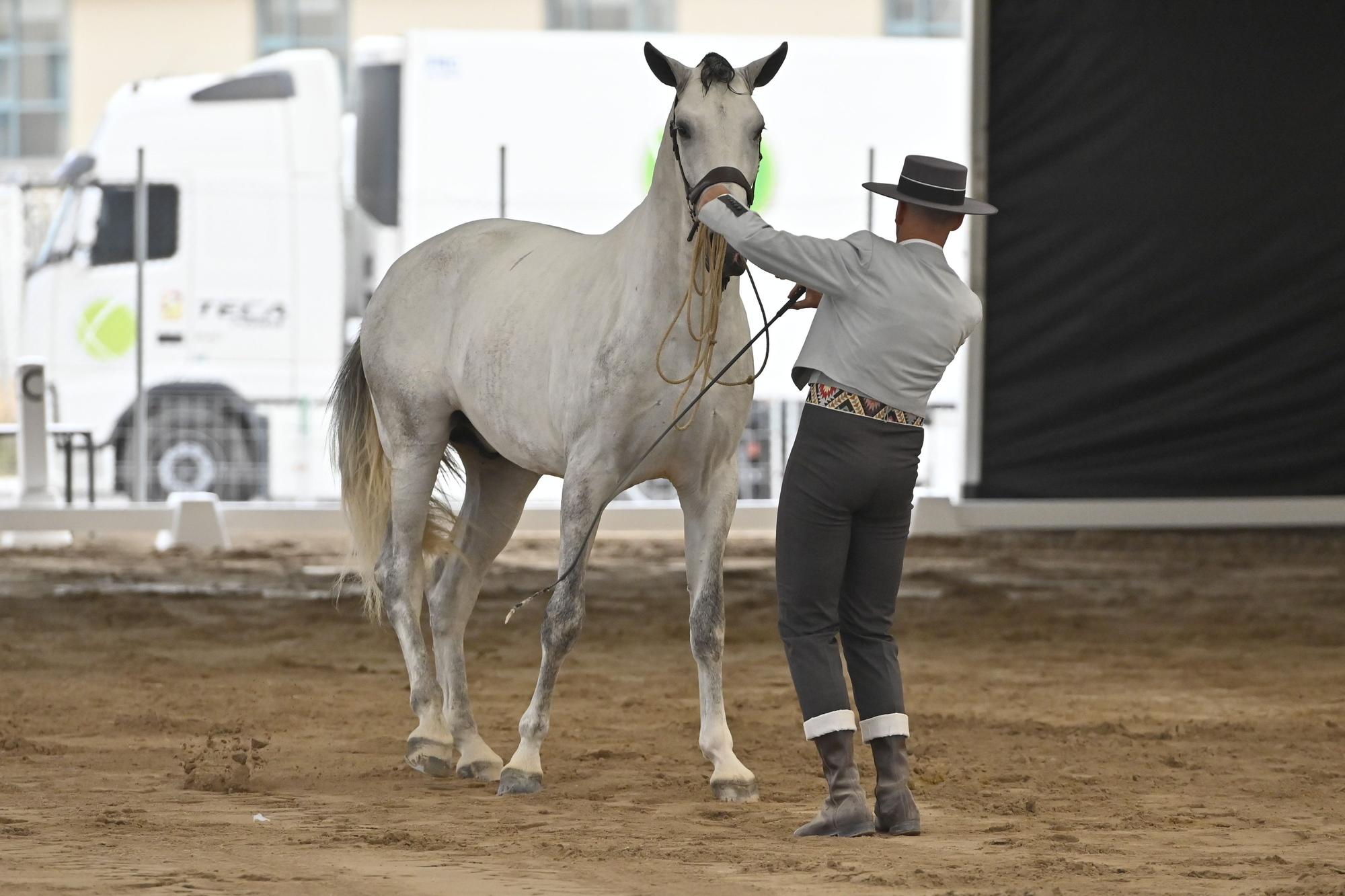 Galería: Los espectaculares caballos de pura raza del primer concurso en Vila-Real