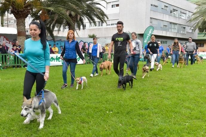 14-12-2019 LAS PALMAS DE GRAN CANARIA. Carrera de perros Can We Run, en el Parque Romano. Fotógrafo: ANDRES CRUZ  | 14/12/2019 | Fotógrafo: Andrés Cruz