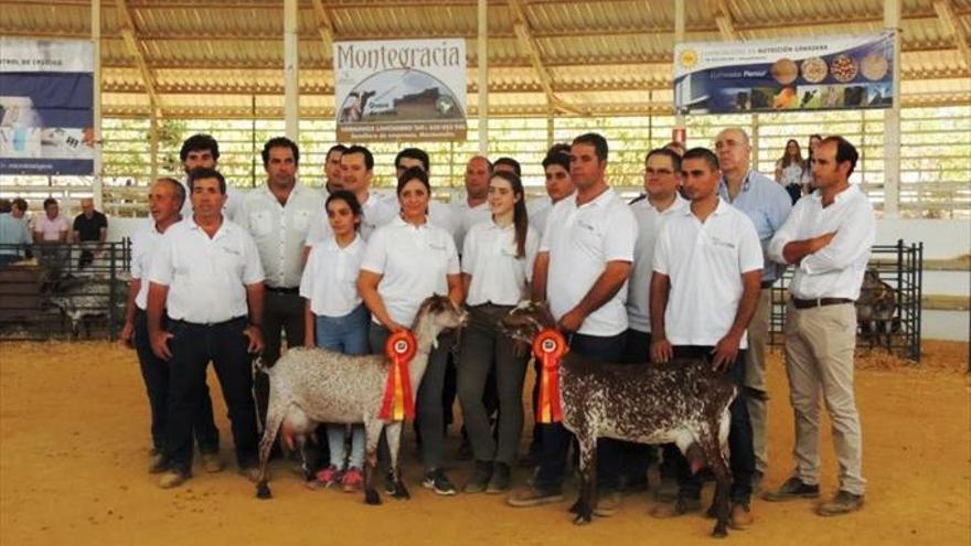 La raza caprina Florida entrega sus galardones