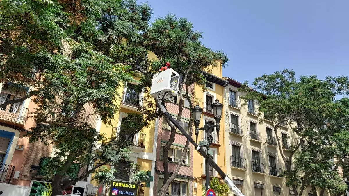 El ayuntamiento interviene sobre tres árboles de César Augusto para evitar nuevas caídas