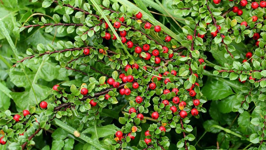 Lentisco, el arbusto con frutos rojos que quedará perfecto en tu terraza o jardín