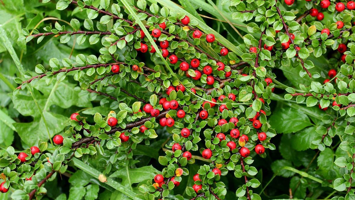 apagado Confirmación ignorancia LENTISCO PLANTA | El arbusto con frutos rojos que quedará perfecto en tu  terraza o jardín