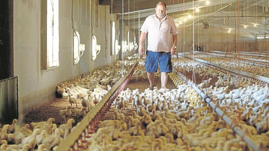 El sector avícola prevé pérdidas de 600 millones por el coronavirus
