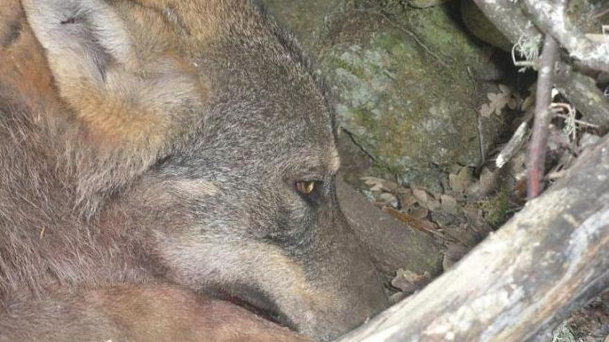 El lobo herido poco antes de ser rescatado de las trampas ilegales el pasado domingo en Anta de Rioconejos.