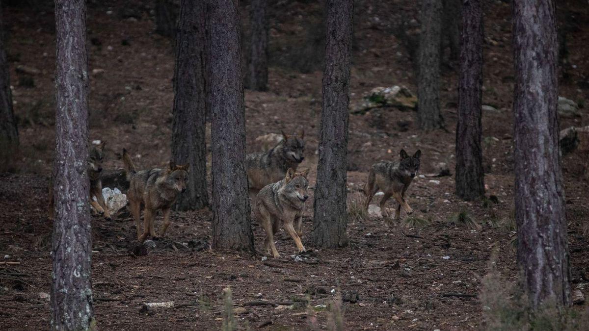 Ejemplares de lobo ibérico en la Sierra de la Culebra.