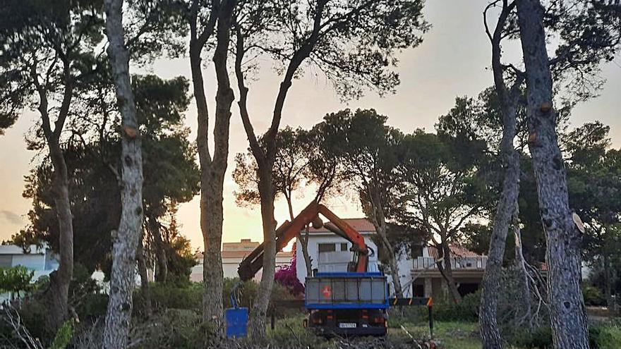 Los trabajos por el momento se han limitado a la poda.  | INFORMACIÓN