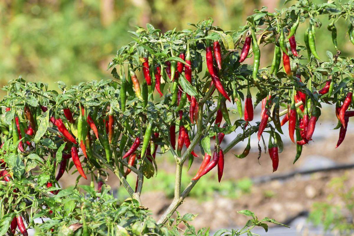 Planta con chiles rojos