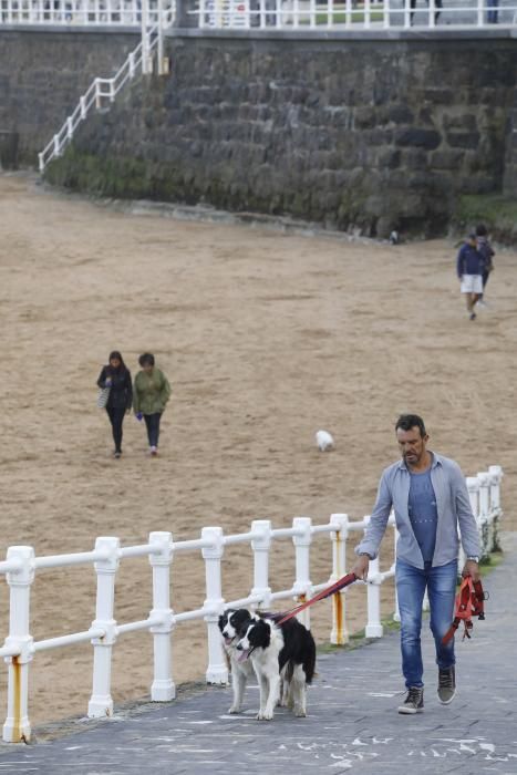 Los perros vuelven a San Lorenzo