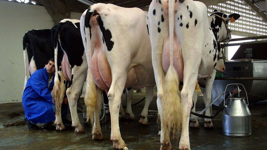Vacas en una explotación láctea en Galicia.   | // BERNABÉ