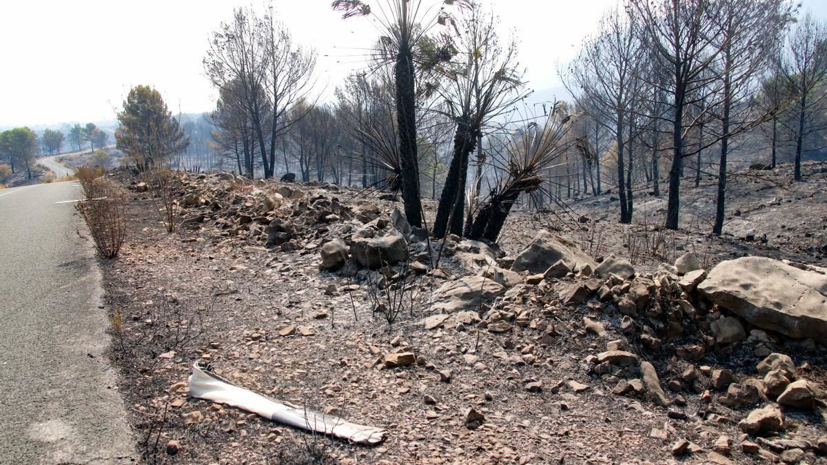 Árboles calcinados por el fuego