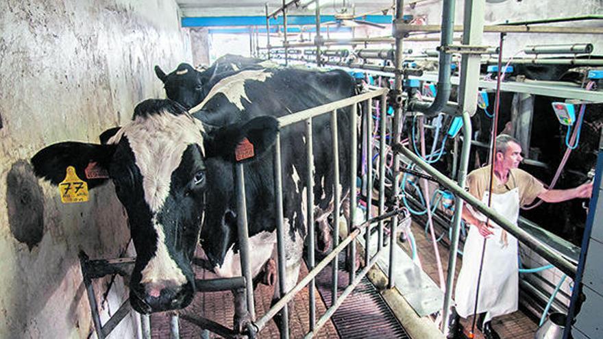 La «moda» de la llet crua converteix el consumidor en l&#039;últim garant sanitari