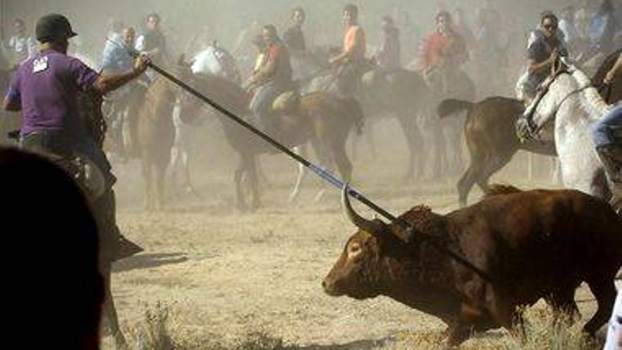 Tordesillas vive la tradición del Toro de la Vega ante 50.000 asistentes