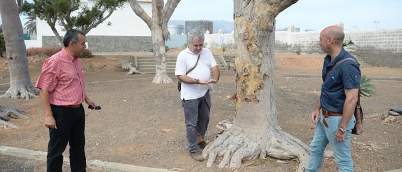 El concejal de Medio Ambiente, Álvaro Monzón (i.), con técnicos del Cabildo, examina el estado de los dragos.