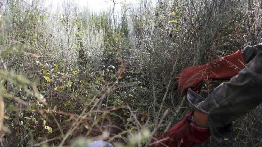 Una persona se esconde entre la maleza para simular lo complicado de encontrar a una persona.