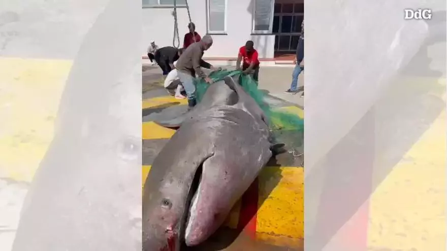 El tauró de més de set metres pescat al Port de la Selva
