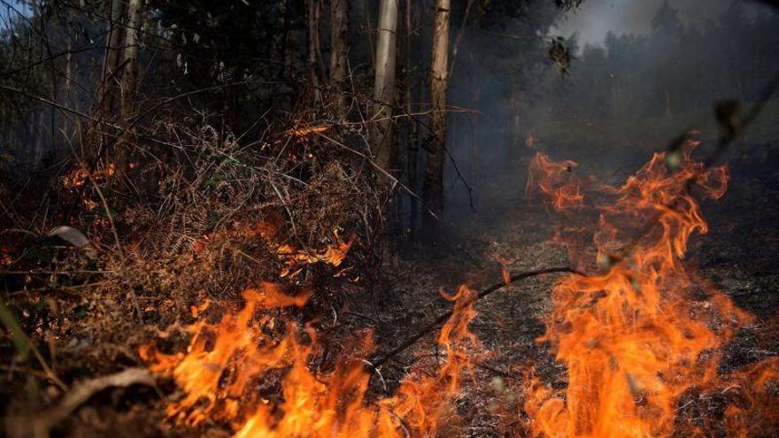 Incendios destruyeron 712.000 hectáreas de bosques en Honduras