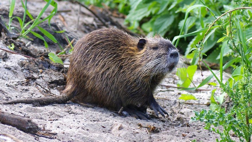 Guerra al coipú, el roedor gigante que está invadiendo los ríos españoles