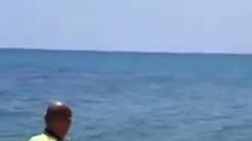 Un jabalí huye de la policía en una playa de La Vila Joiosa