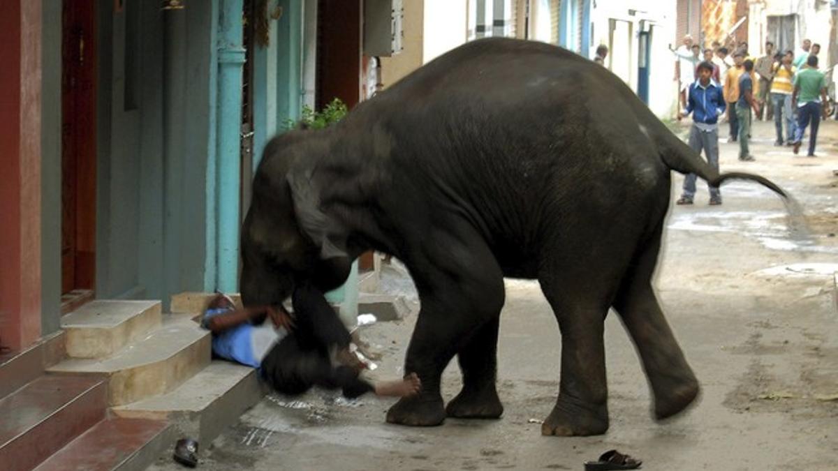 Un elefante mata a un hombre en la India.