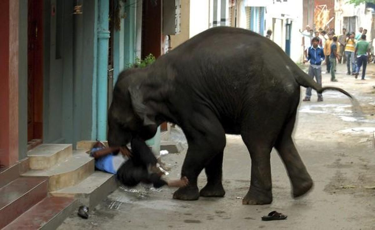 Un elefant mata un home a la població índia de Mysore. Un elefant mata un home a la població índia de Mysore.
