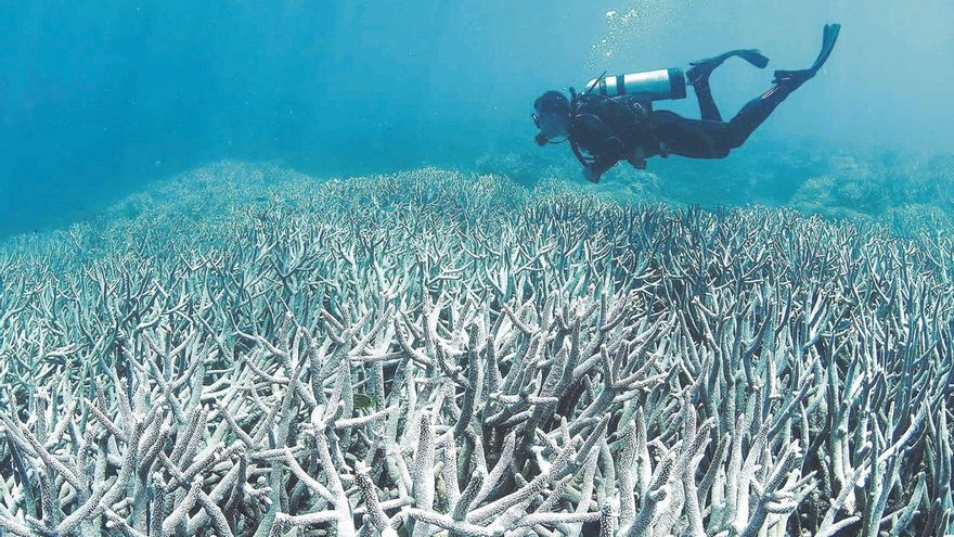 Acidificació: la mort del mar per excés de CO2
