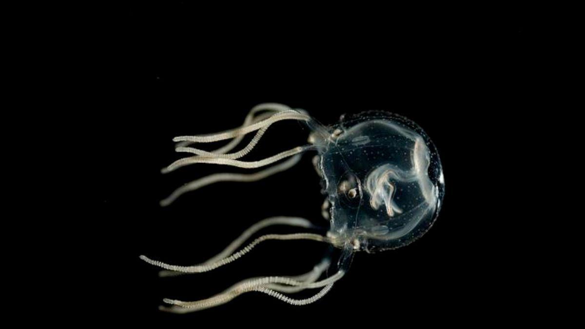 La medusa Tripedalia cistophora ha demostrado capacidad para el aprendizaje asociativo.