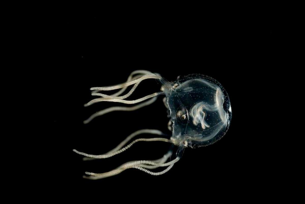 La medusa Tripedalia cistophora ha demostrado capacidad para el aprendizaje asociativo. La medusa Tripedalia cistophora ha demostrado capacidad para el aprendizaje asociativo.
