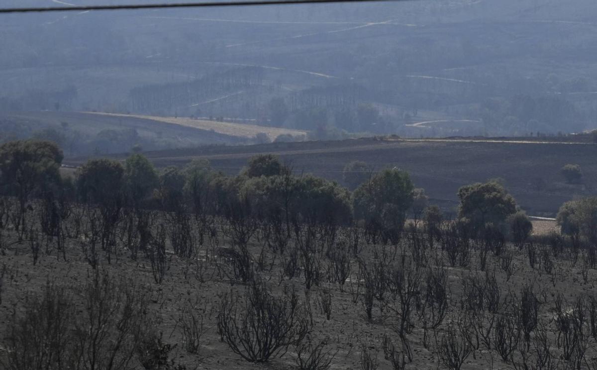 "Urge una política forestal a 20 años"