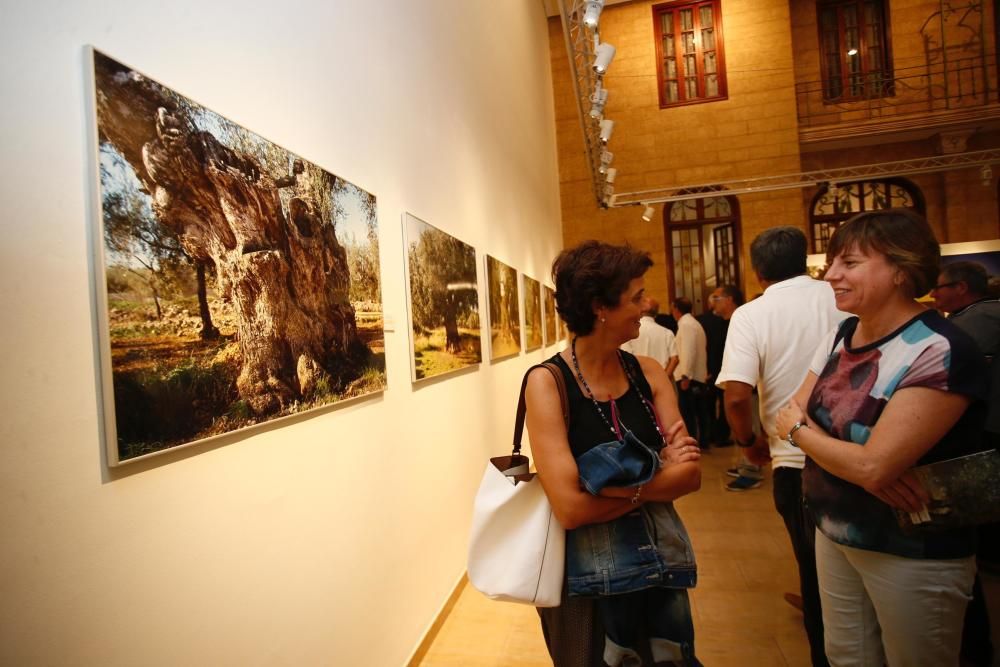 La Fundación Dávalos-Fletcher acoge una exposición sobre los olivos milenarios