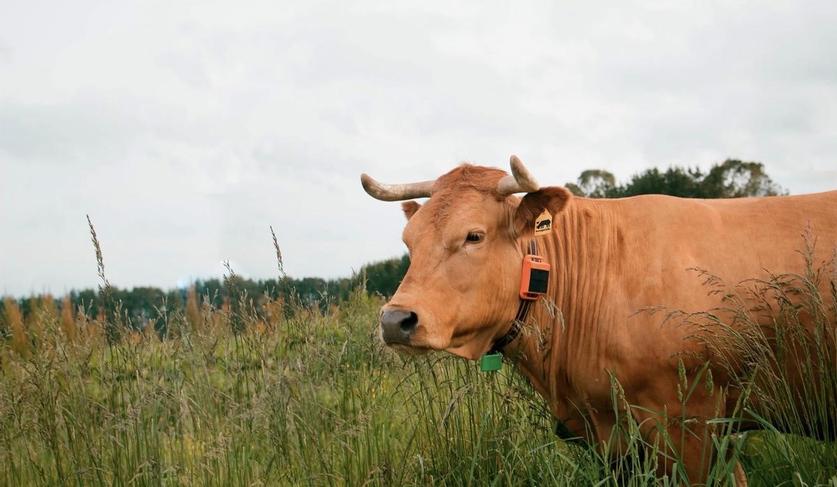 Una vaca con el collar inteligente de Innogando