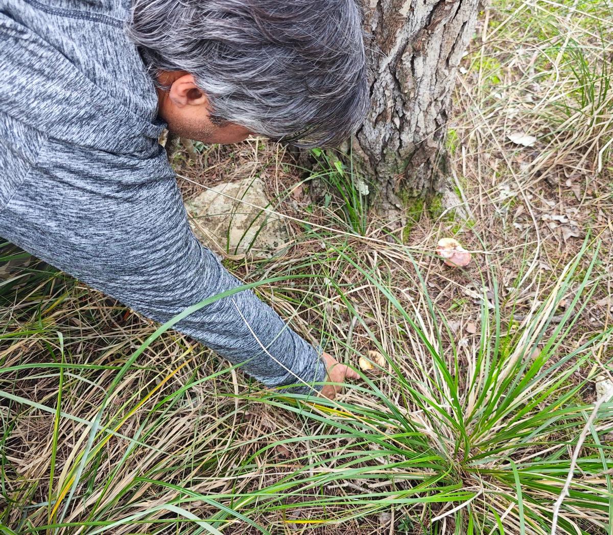 Un buscador de setas, recogiendo un 'esclata-sang'