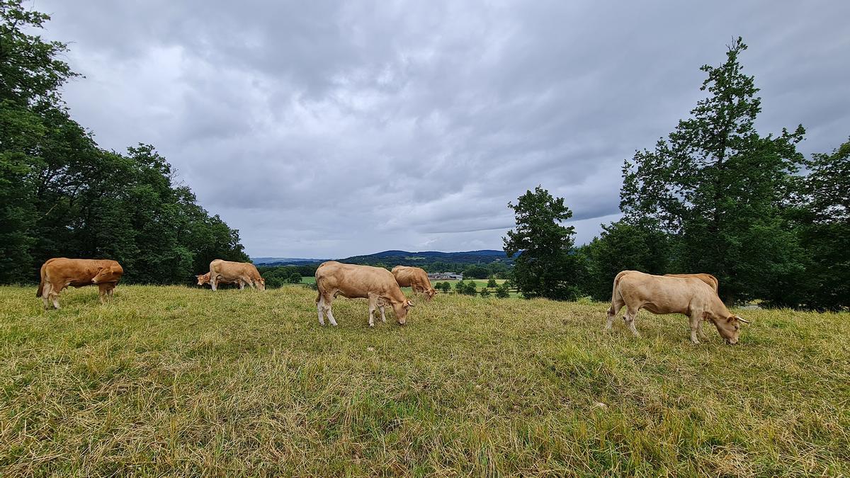 Galicia tiene de media 12 vacas por granja