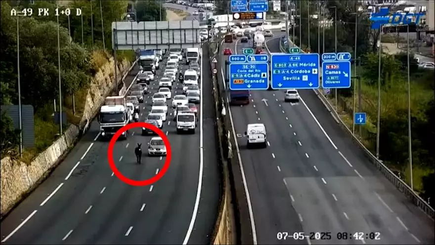 Un burro se cuela en la autopista y colapsa el tráfico en la A-49