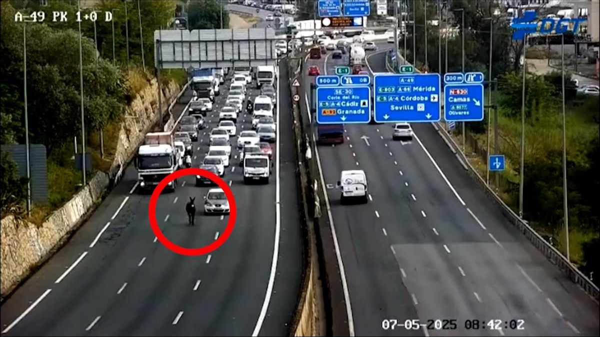Un burro se cuela en la autopista y colapsa el tráfico en la A 49