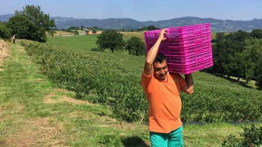 Villaviciosa se suma al tirón de los frutos rojos con un festival con 24 productores