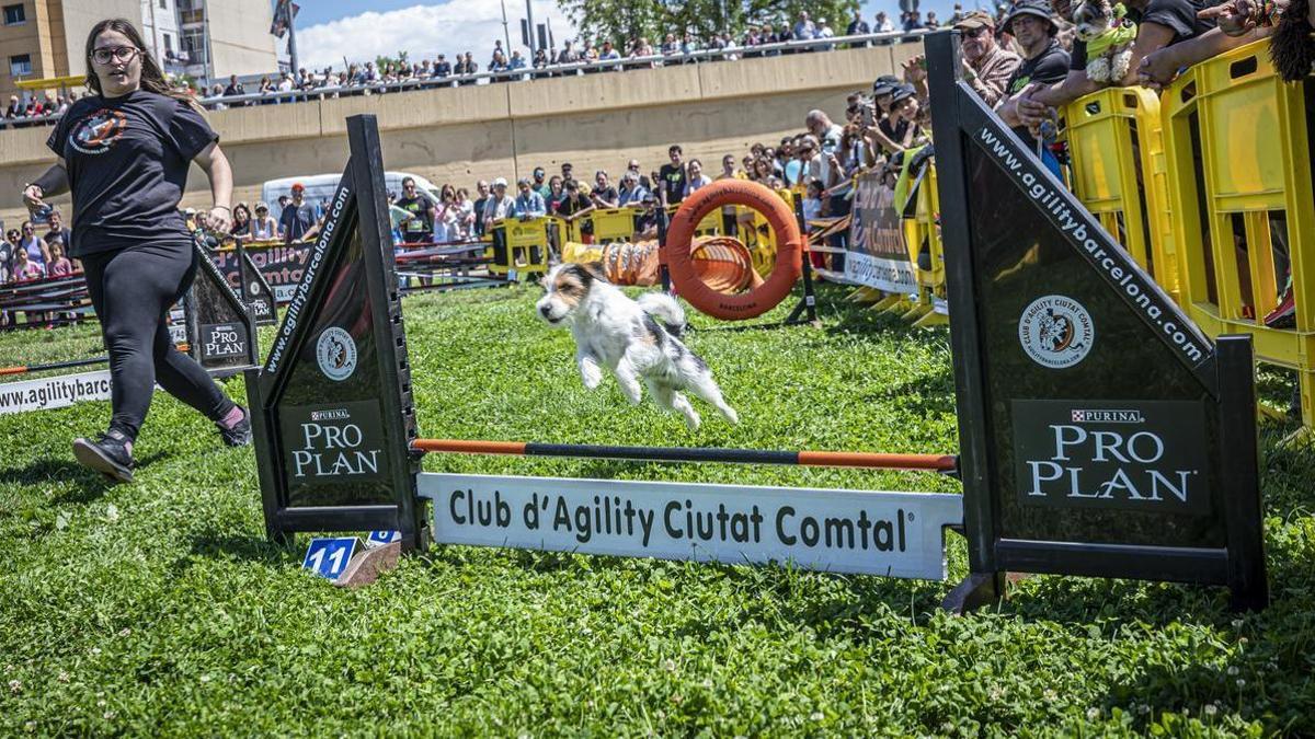 CAN WE RUN BARCELONA. La carrera organizada por Prensa Ibérica y El Periódico de Catalunya con la colaboración de Sport ,  donde las personas y sus mascotas perrunas corren en familia