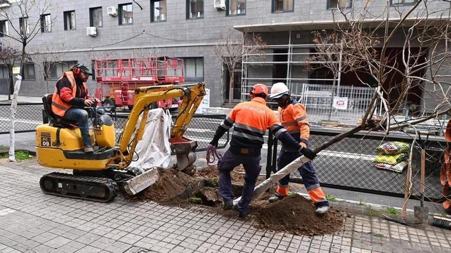 El Ayuntamiento de Zaragoza salva tres Árboles de la Seda antes de la reforma de la avenida Valencia