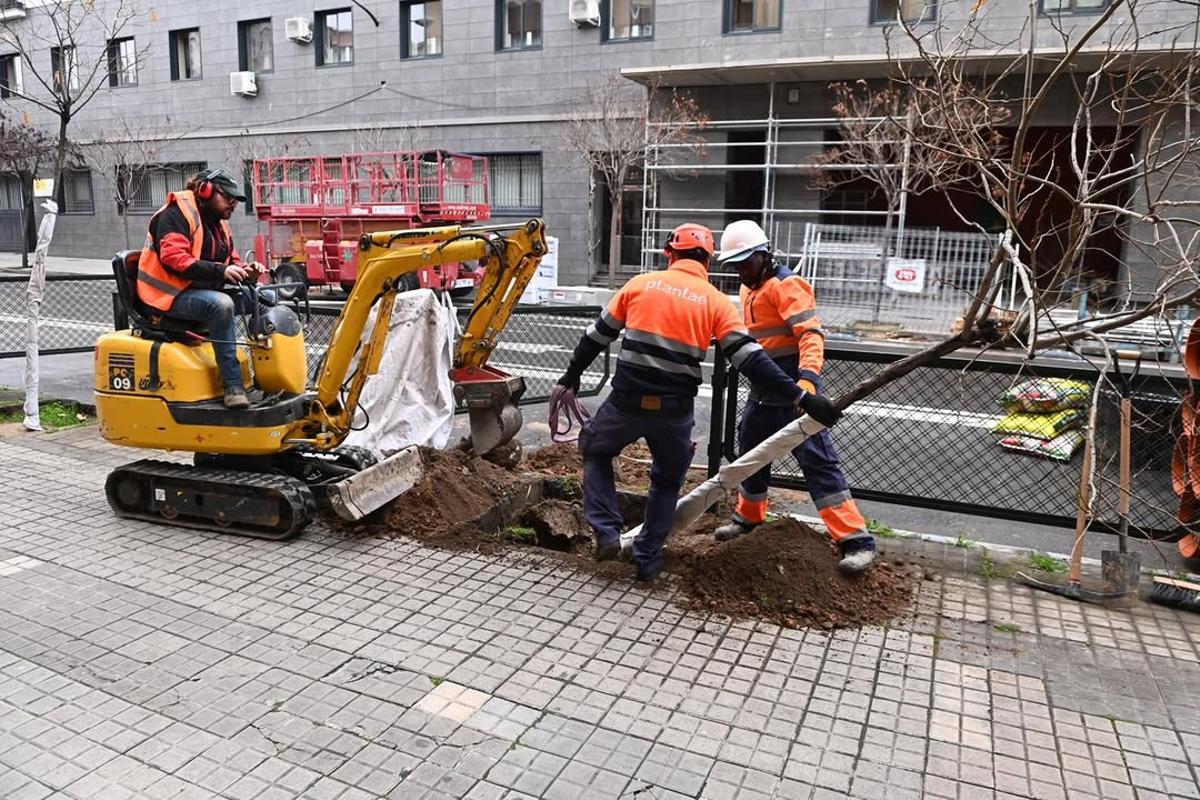 Los operarios retiran uno de los ejemplares de la avenida Valencia de Zaragoza este martes.