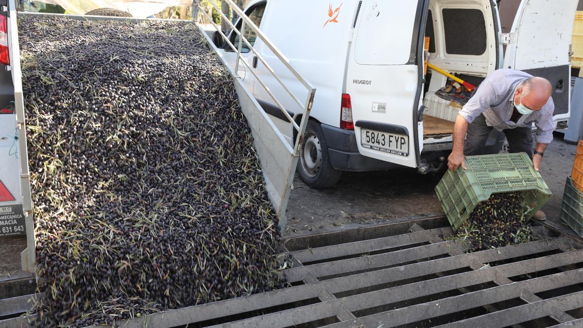 Operación de descarga de aceitunas en la Almazara El Tendre de Elche.