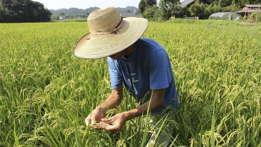 El Tratado con Vietnam llevará a la &quot;ruina&quot; a los arroceros extremeños