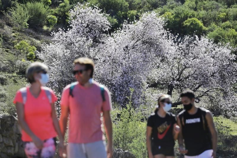 Ruta del Almendro en Flor en Santiago del Teide